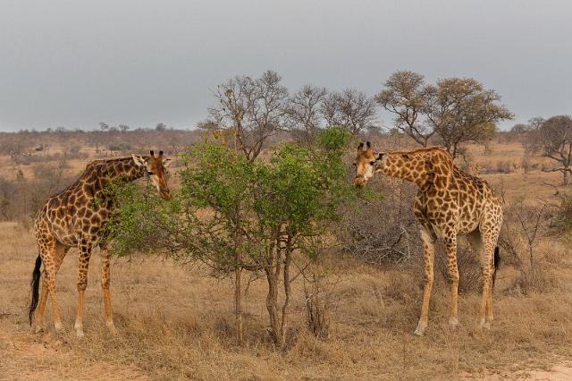 115 Zuid-Afrika, Sabi Sand Game Reserve.jpg